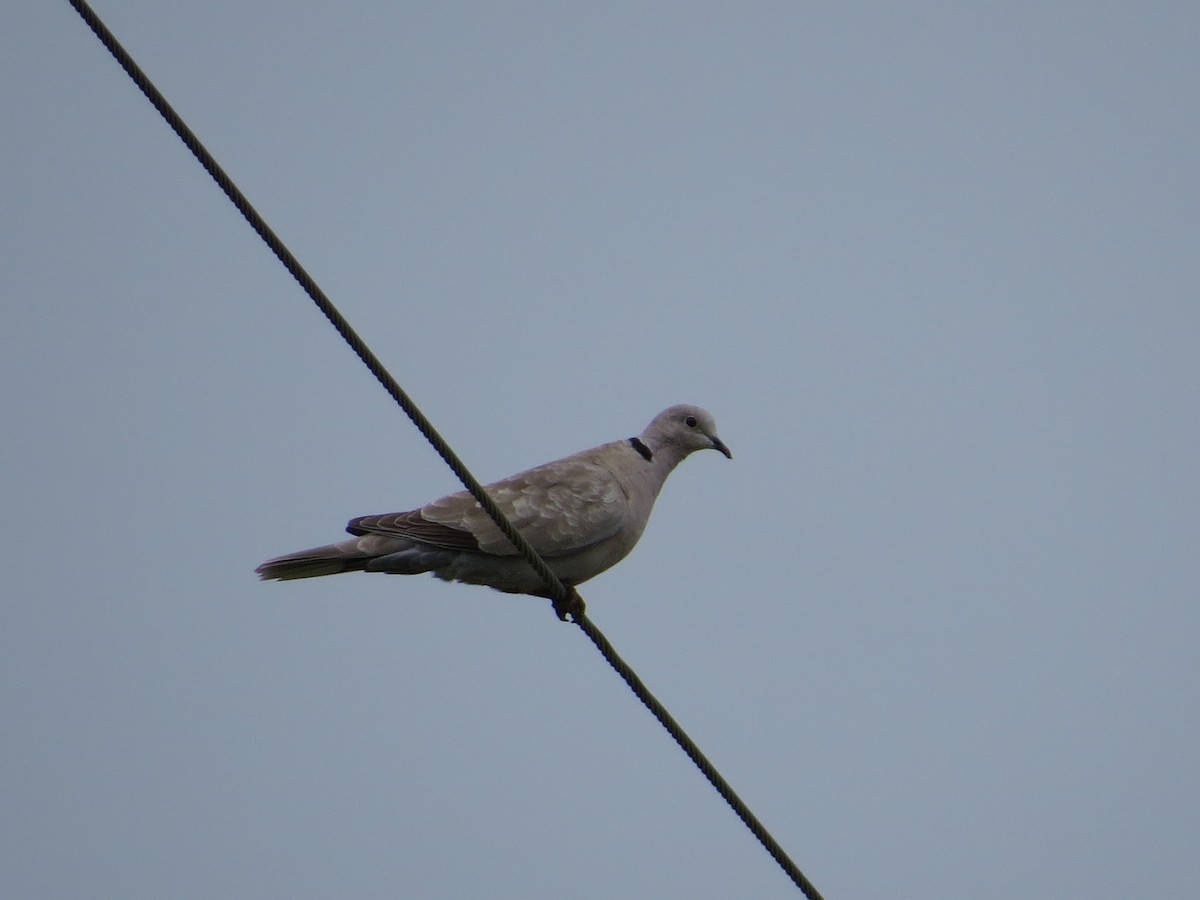 Eurasian Collared-Dove - ML30897581