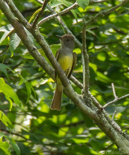 Great Crested Flycatcher - Kirk Gardner