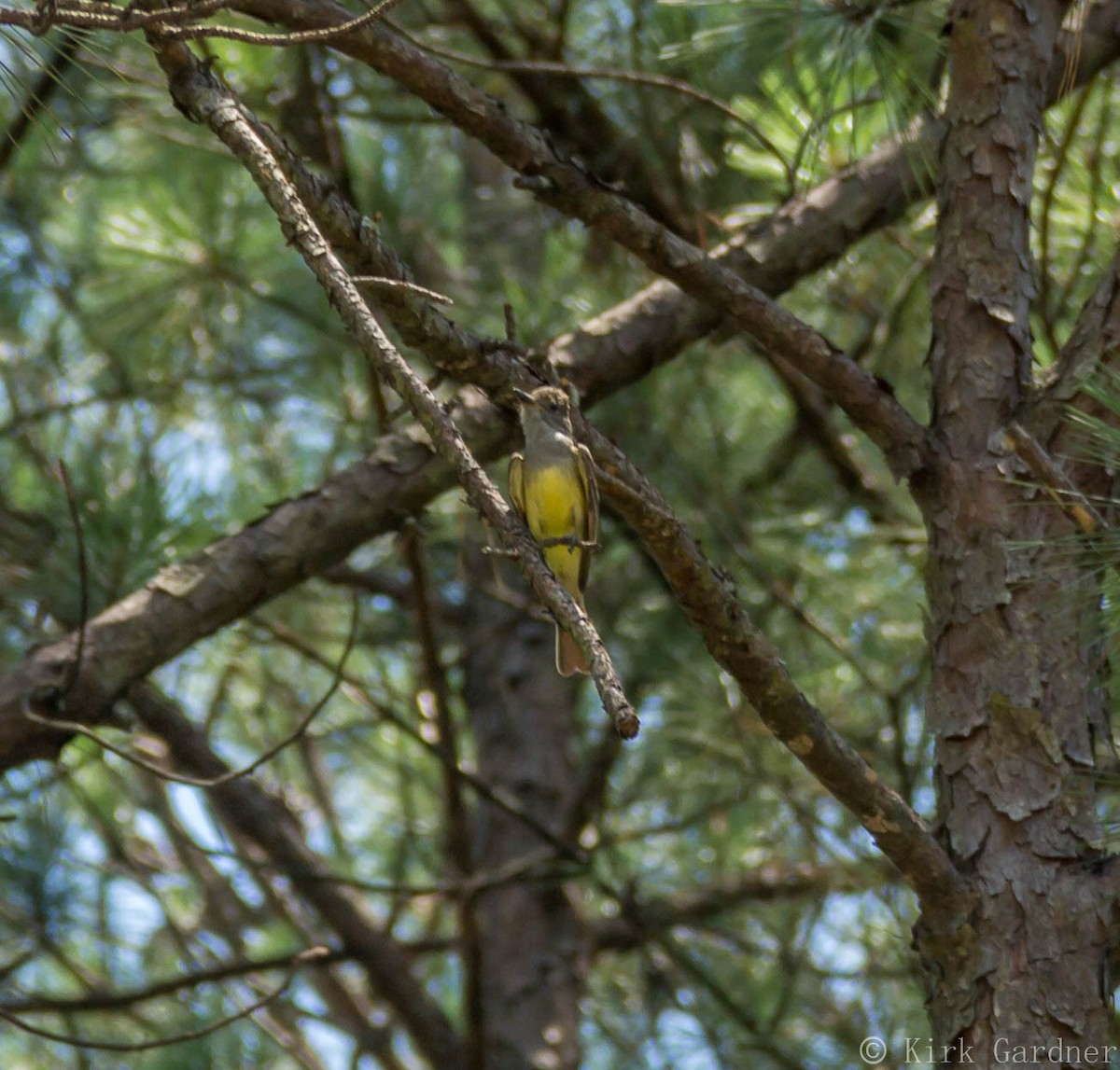 Great Crested Flycatcher - ML30897811