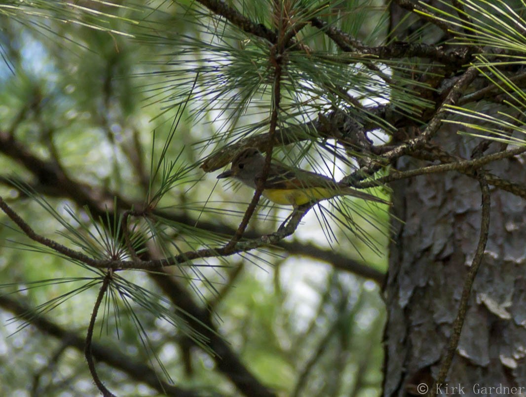 Great Crested Flycatcher - ML30897831