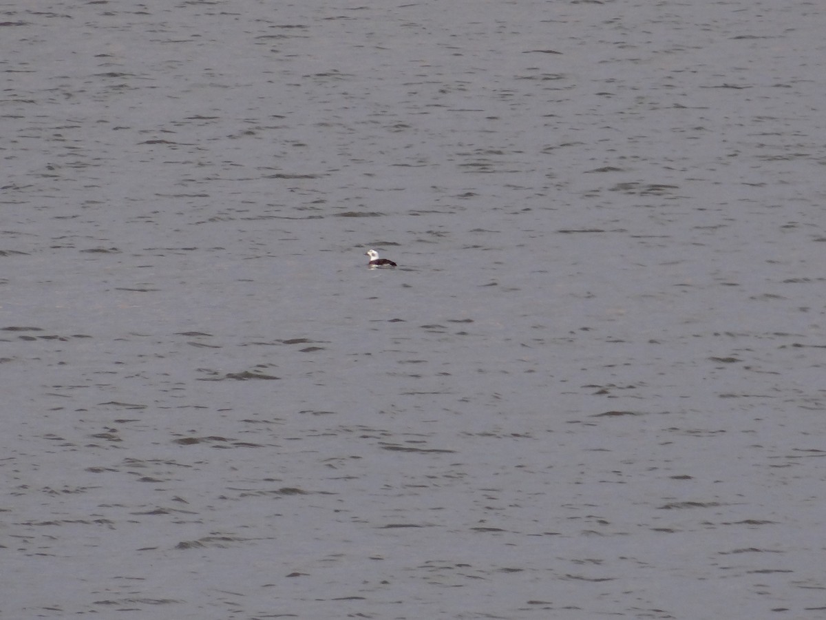 Long-tailed Duck - ML308979161
