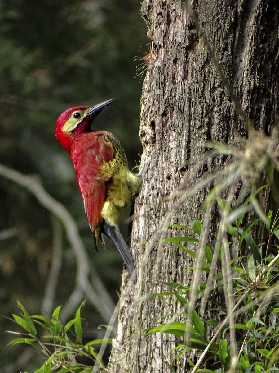 Crimson-mantled Woodpecker - ML308980861