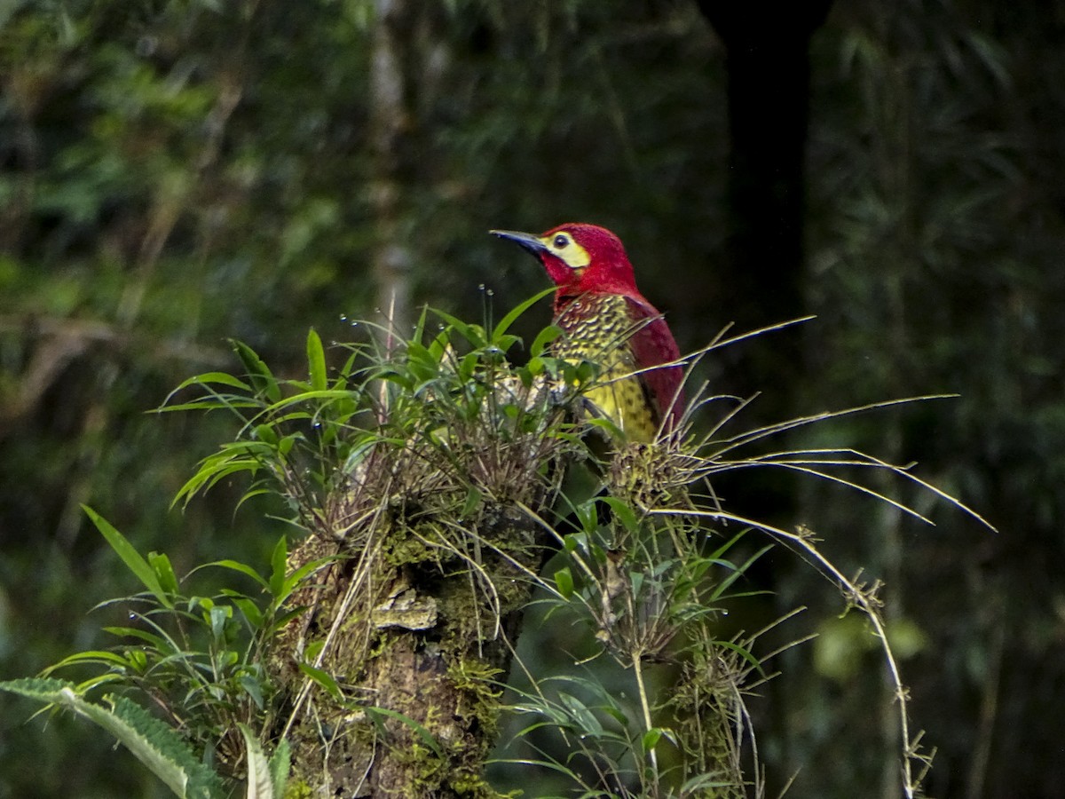 Crimson-mantled Woodpecker - ML308980871