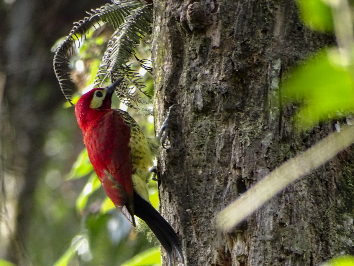 Crimson-mantled Woodpecker - ML308980881