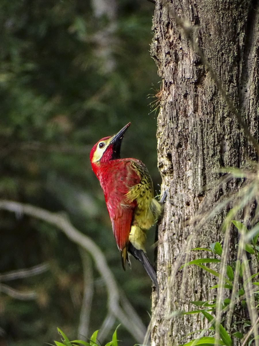 Crimson-mantled Woodpecker - ML308980891