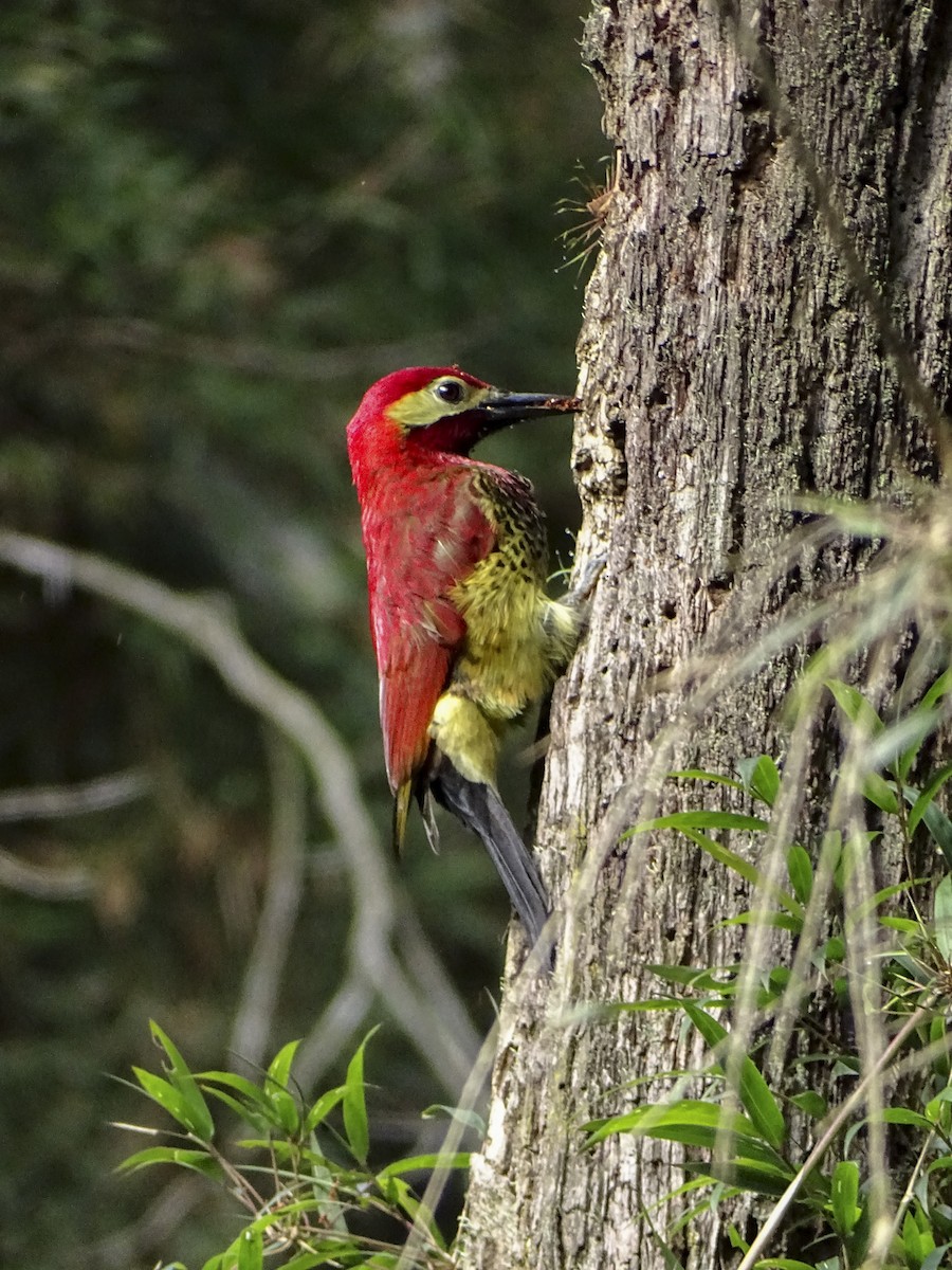 Crimson-mantled Woodpecker - ML308980901