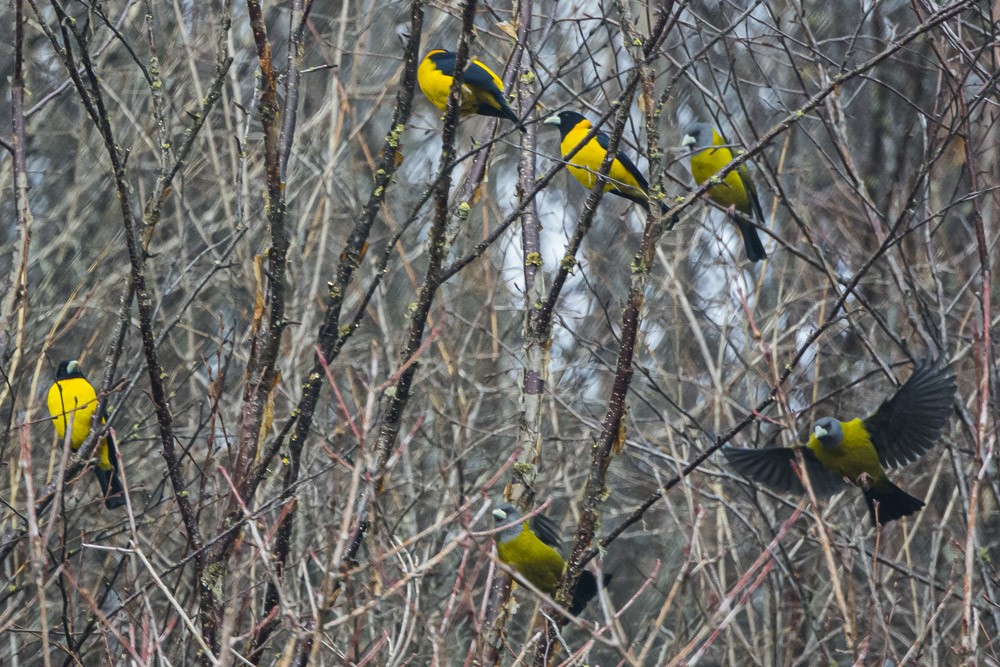 Collared Grosbeak - ML308982061