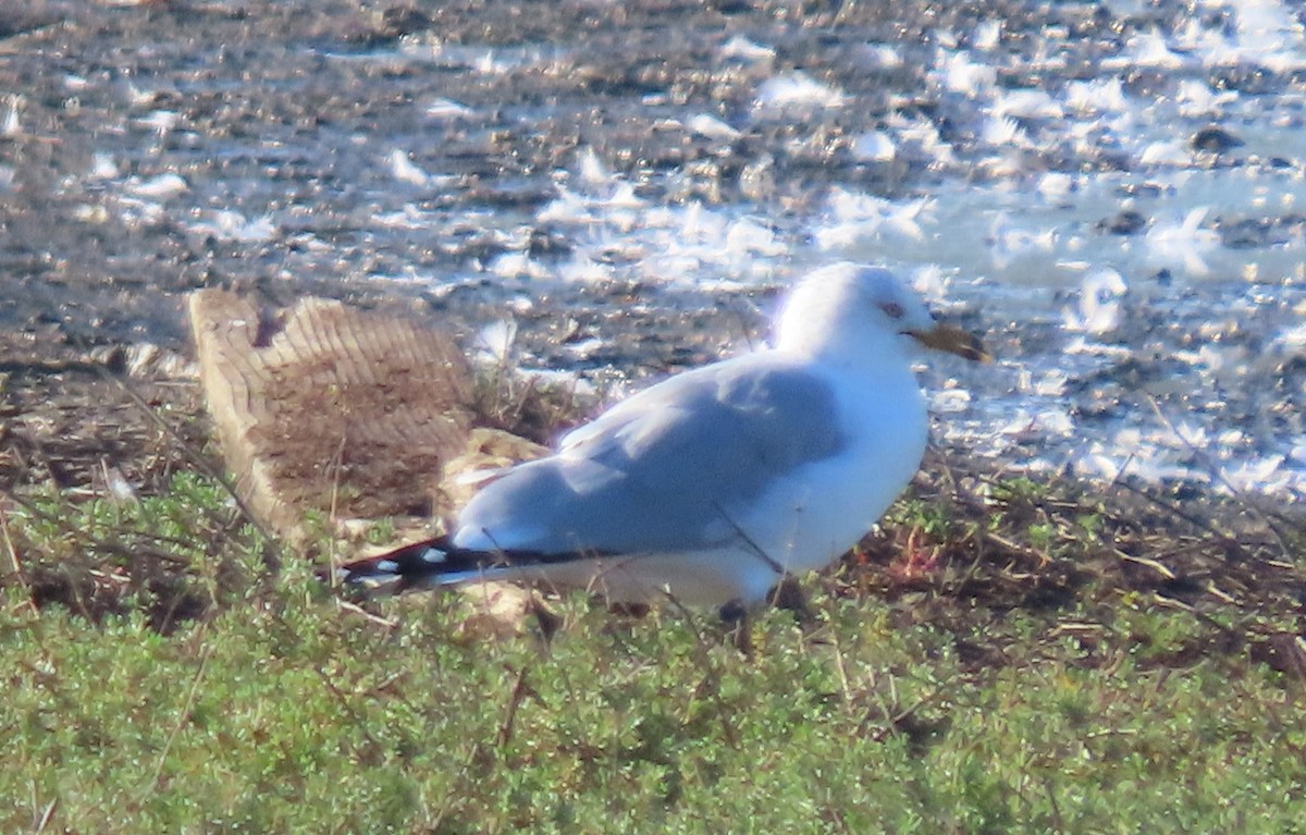 Ring-billed Gull - ML308983821