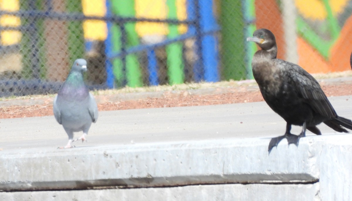 Rock Pigeon (Feral Pigeon) - ML308986491