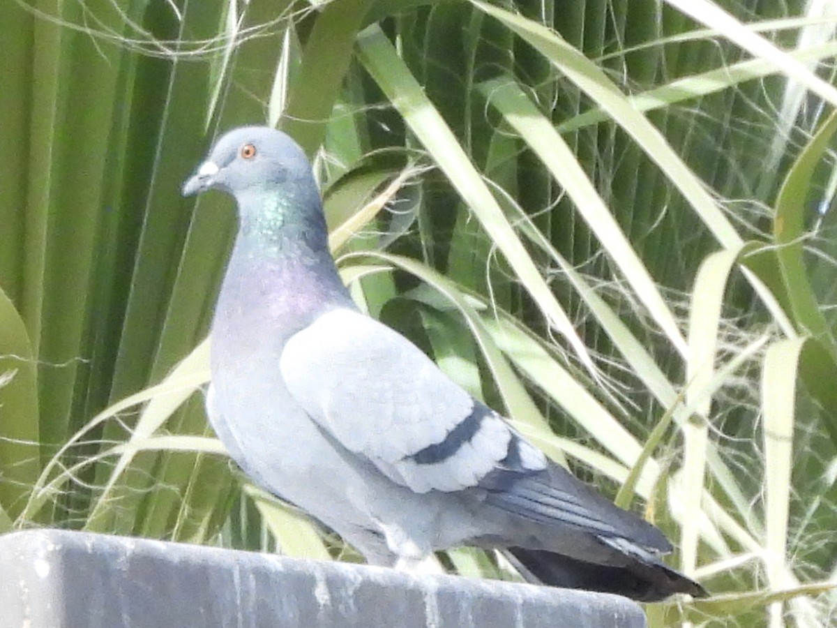 Rock Pigeon (Feral Pigeon) - ML308986501