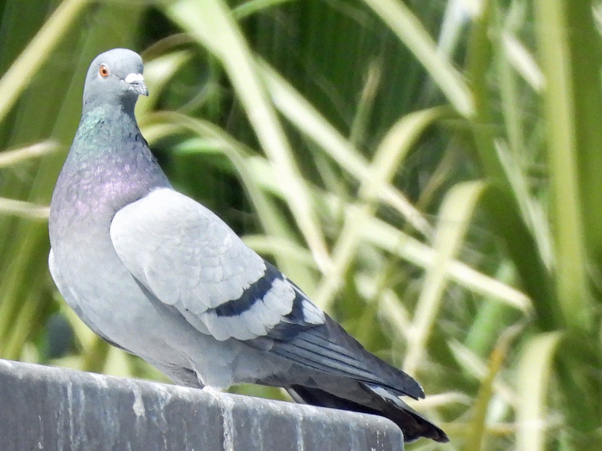 Сизый голубь (Одомашненного типа) - ML308986521