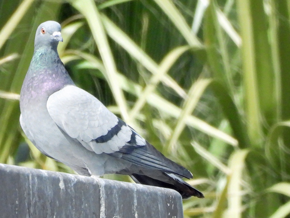 Сизый голубь (Одомашненного типа) - ML308986531