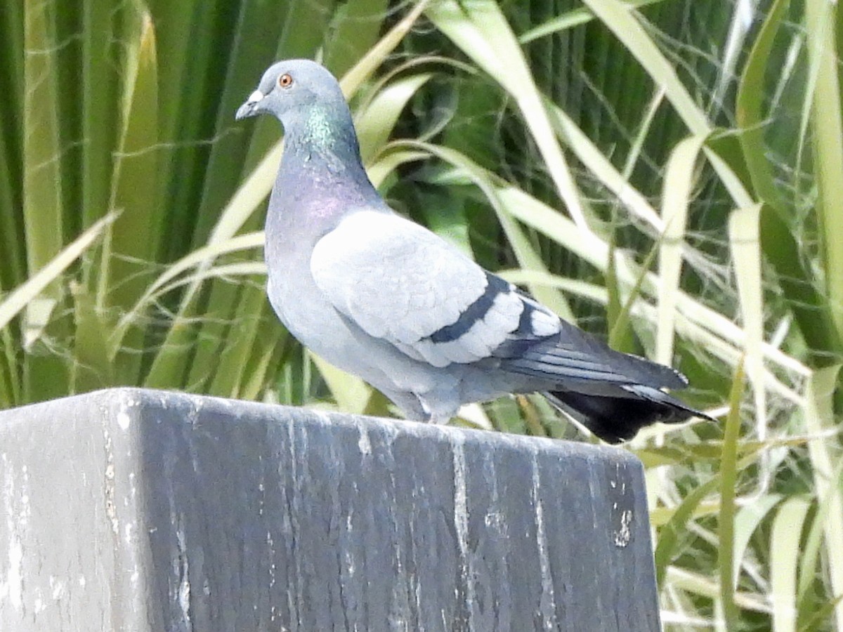 Pigeon biset (forme domestique) - ML308986541