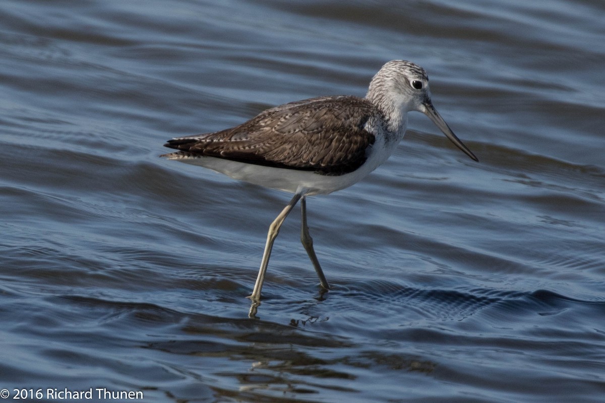 Common Greenshank - ML308987561