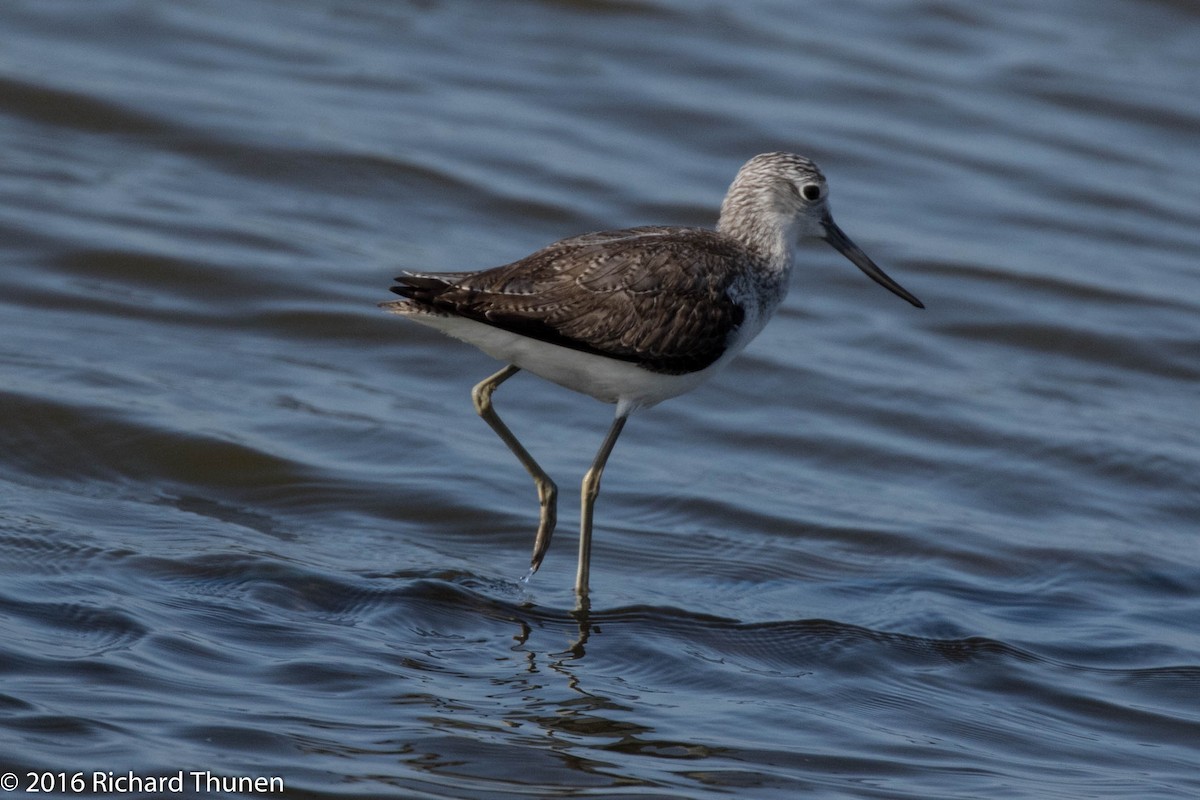 Common Greenshank - ML308987571