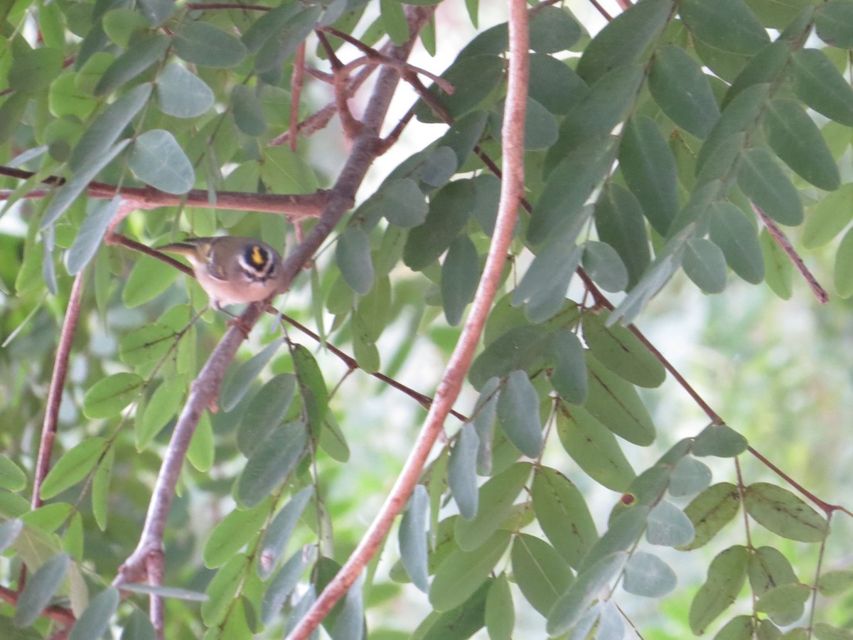 Golden-crowned Kinglet - ML308987591