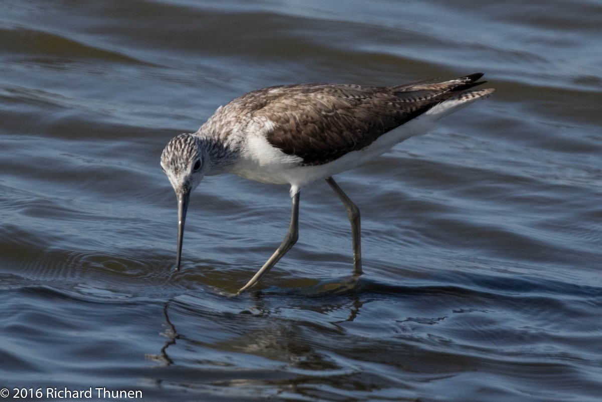 Common Greenshank - ML308988591