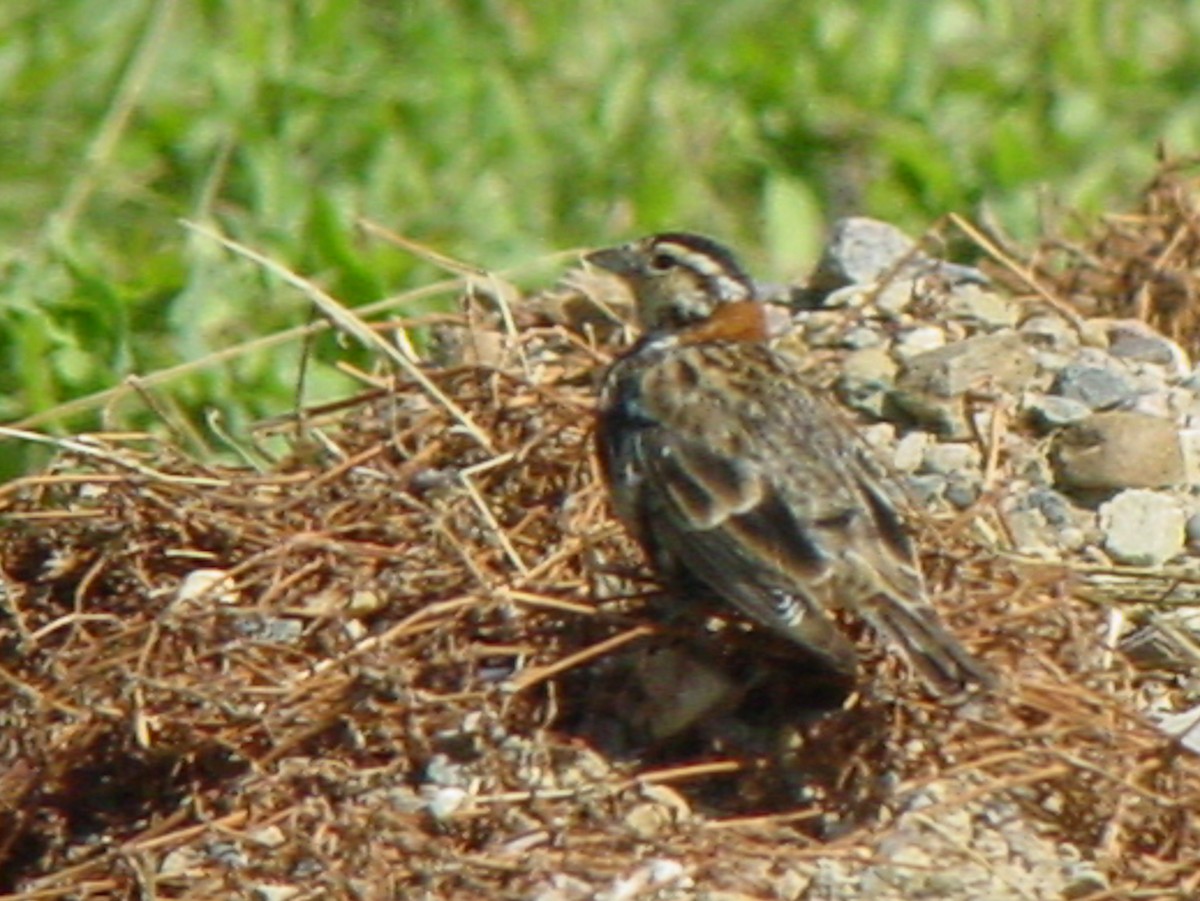 Chestnut-collared Longspur - ML308989151