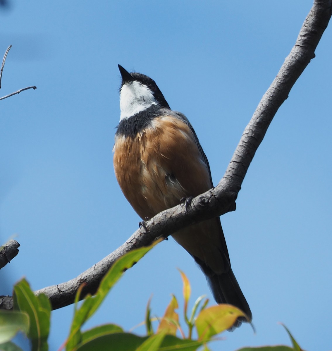 Rufous Whistler - ML308990291