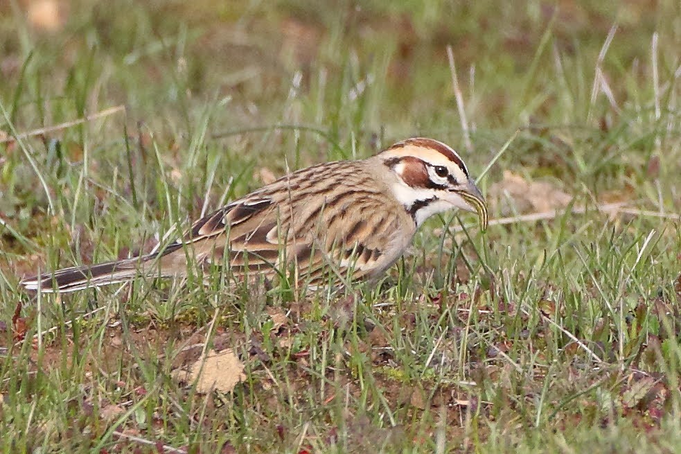 Lark Sparrow - ML308991531