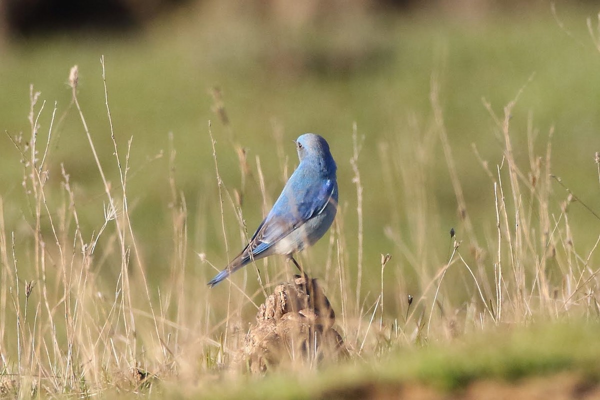 Mountain Bluebird - ML308991671