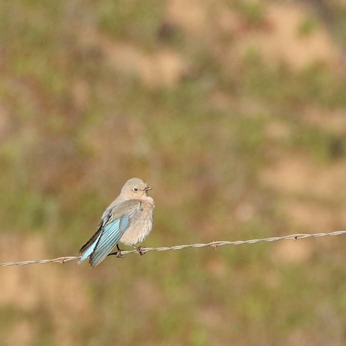 Mountain Bluebird - ML308991681