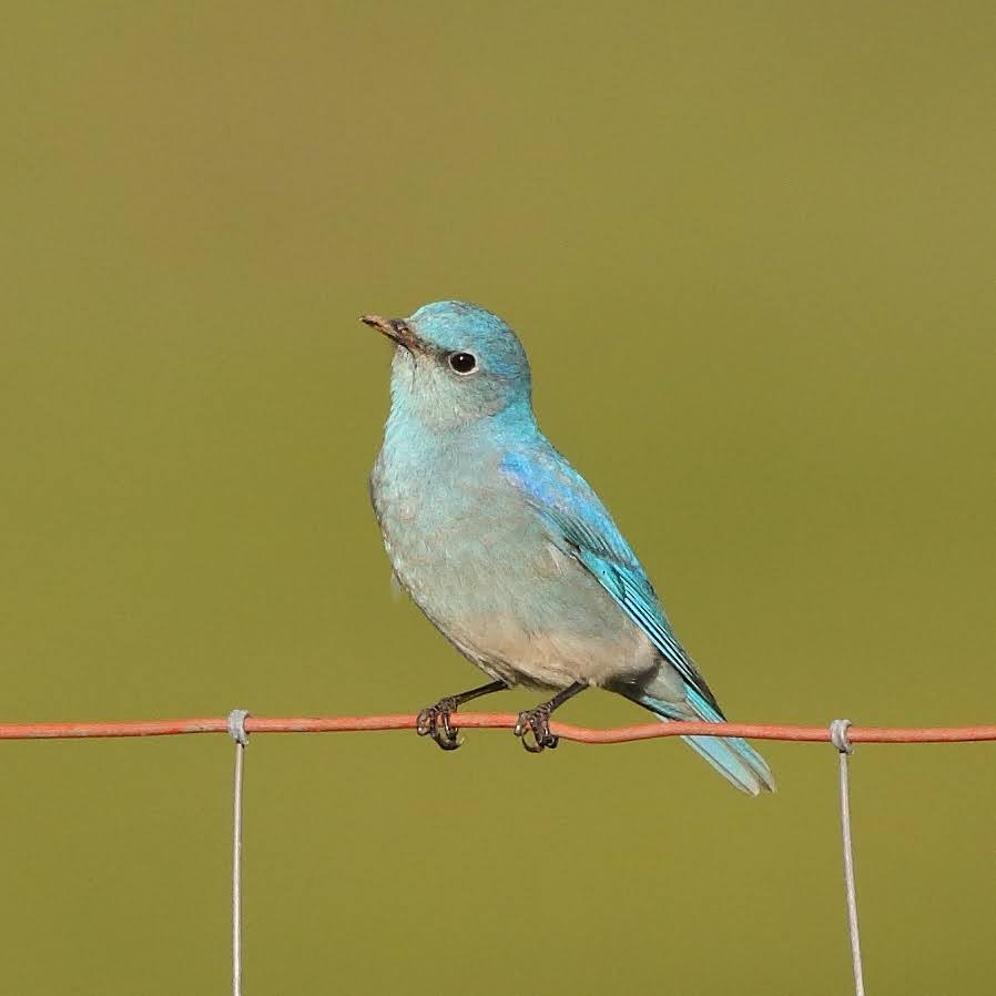 Mountain Bluebird - ML308991701