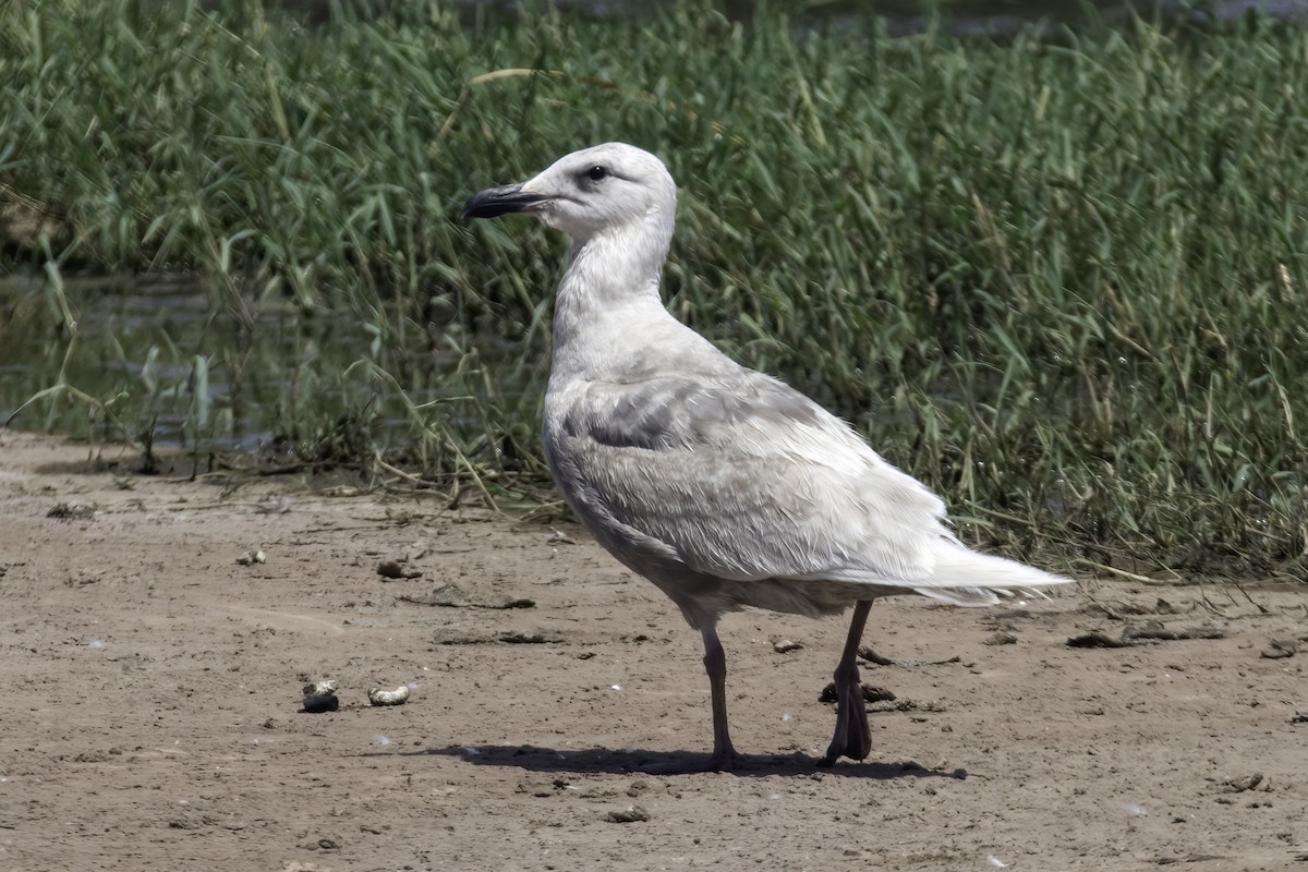 Glaucous-winged Gull - ML308993611