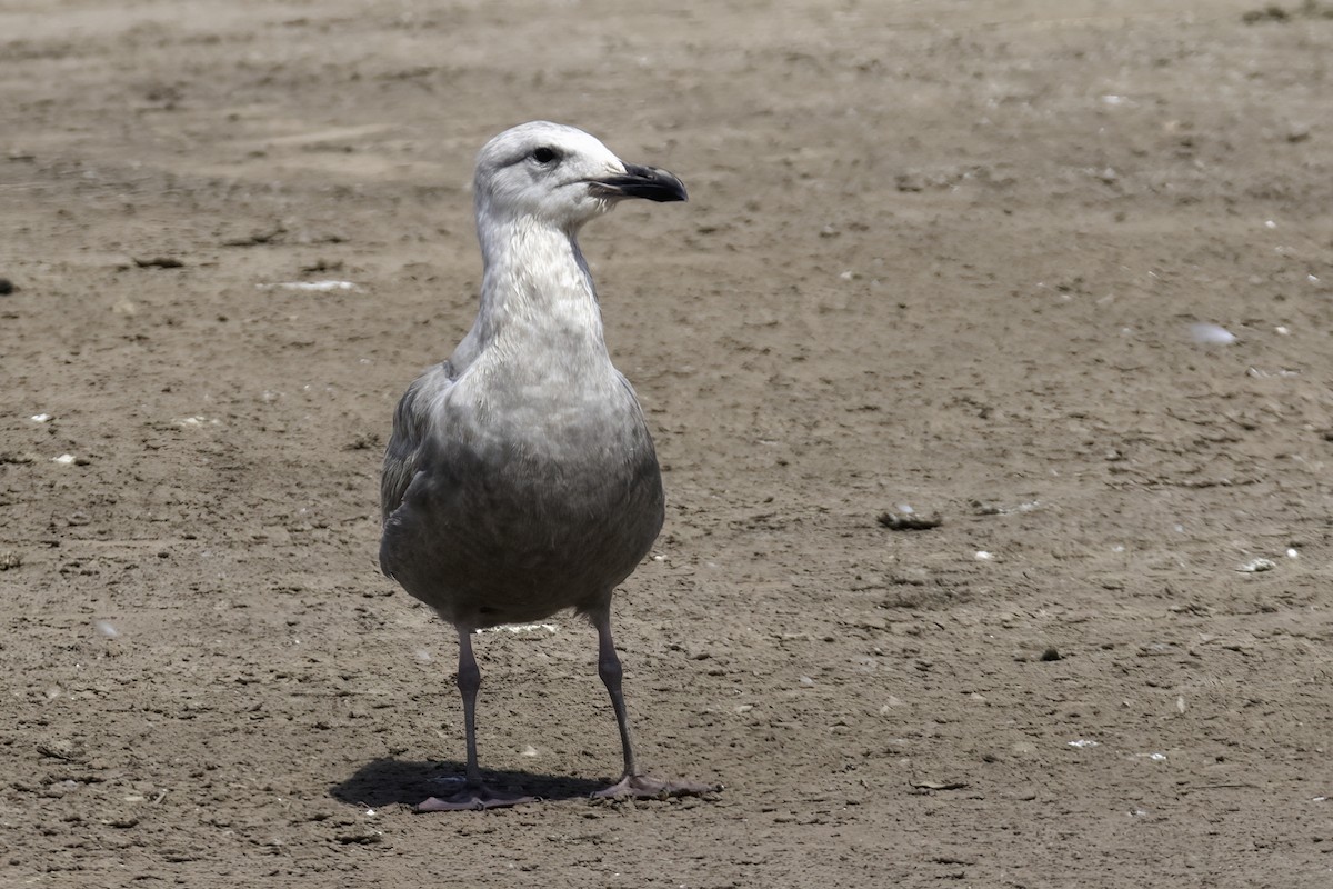 Glaucous-winged Gull - ML308993641