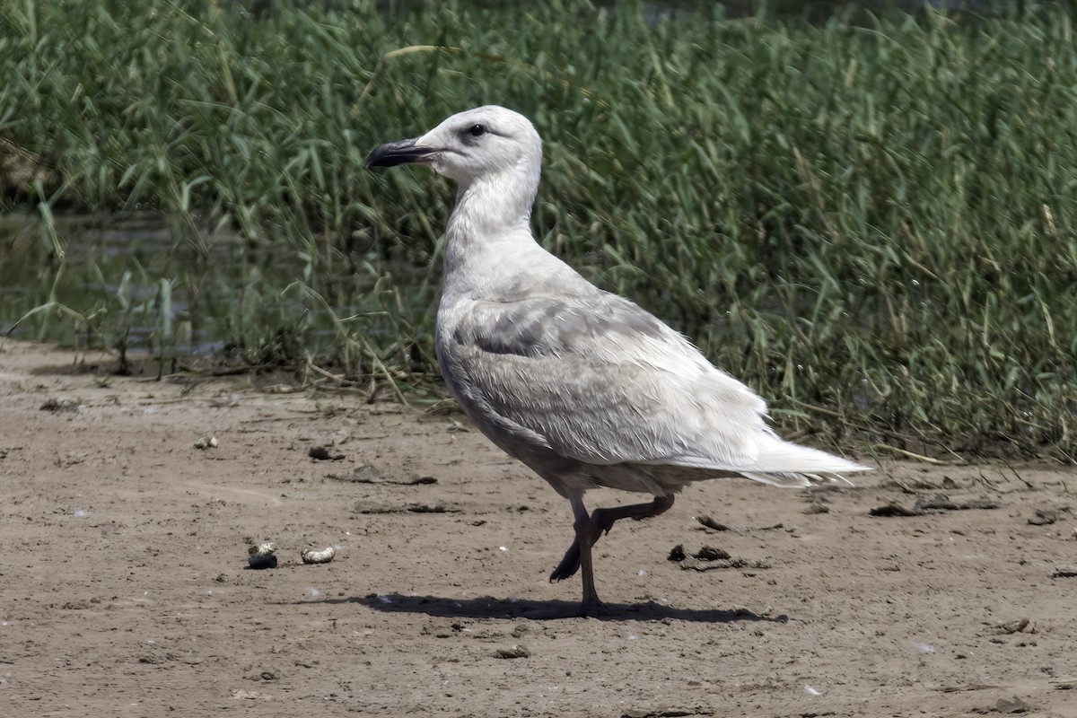 Glaucous-winged Gull - ML308993651