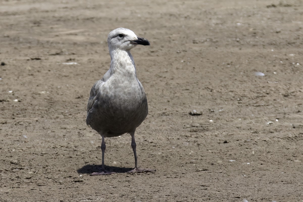 Glaucous-winged Gull - ML308993661