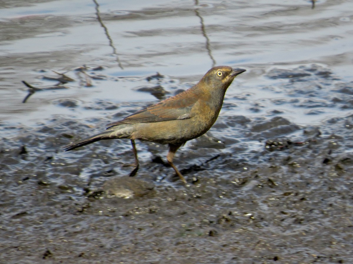 Rusty Blackbird - Joyce Brady