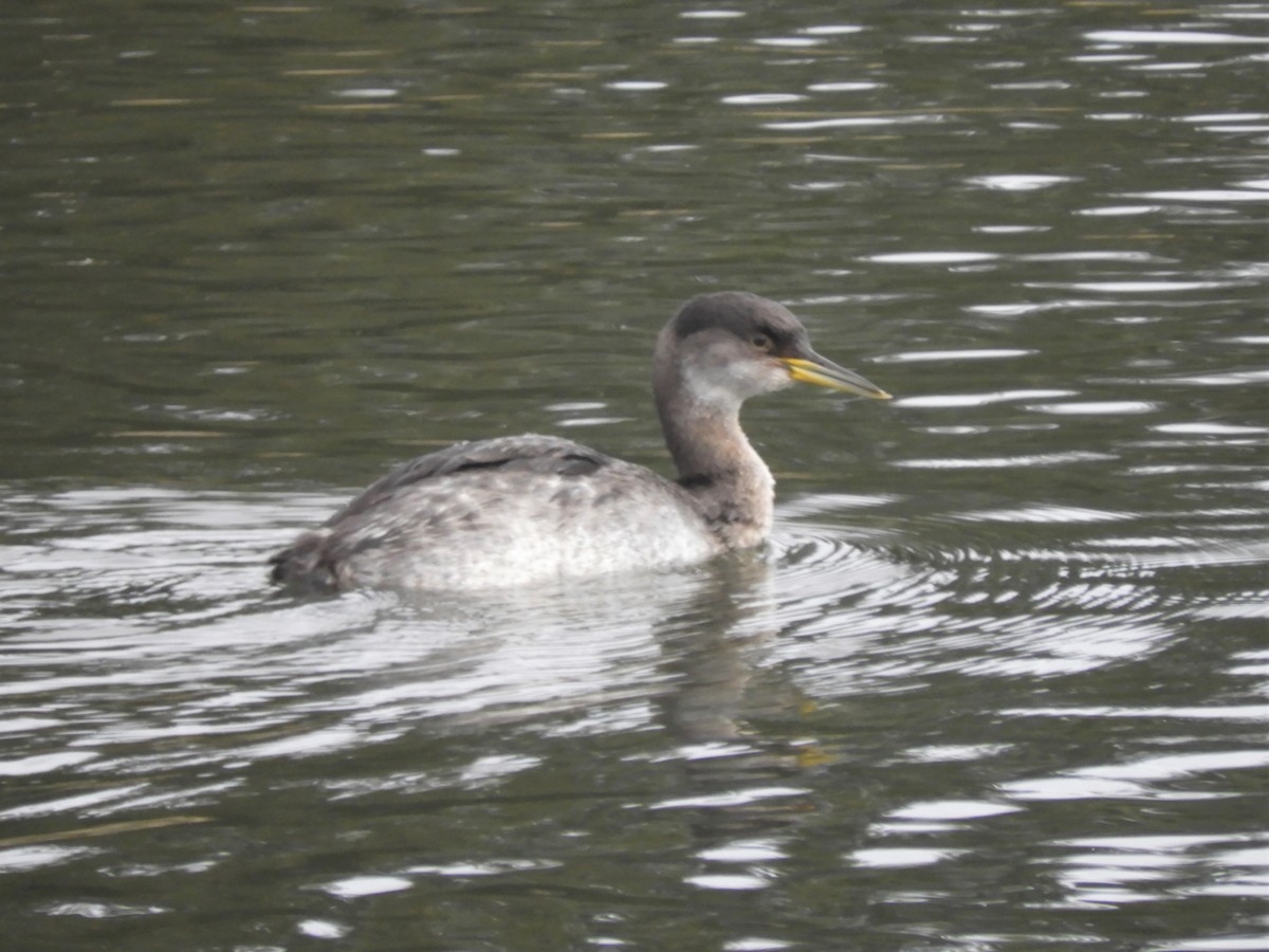 Red-necked Grebe - Cliff Cordy