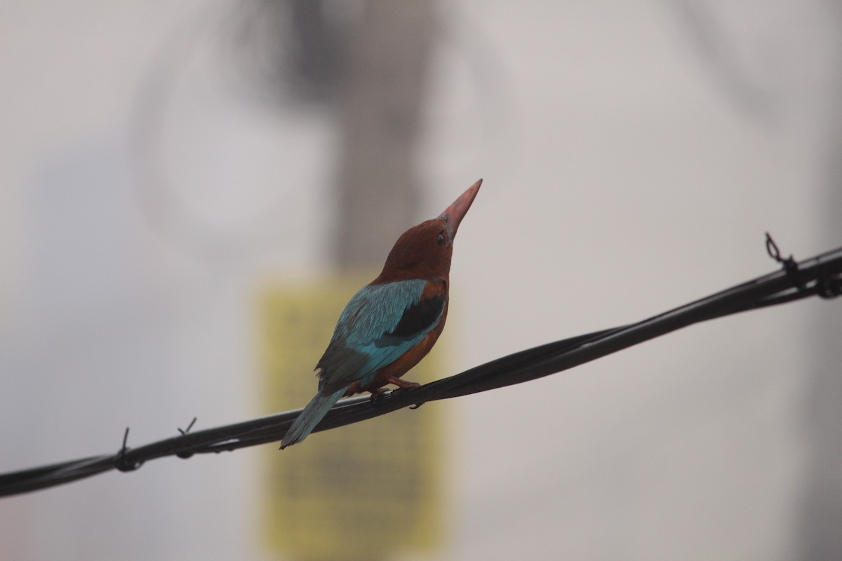 White-throated Kingfisher - Padma Gyalpo