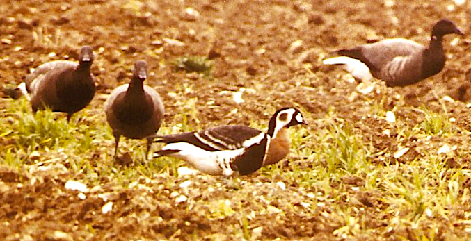 Red-breasted Goose - ML308998851