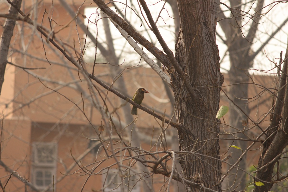 Brown-headed Barbet - ML309000341