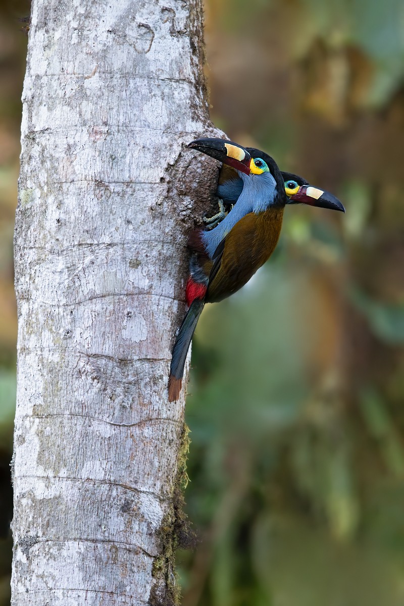 Plate-billed Mountain-Toucan - ML309001441