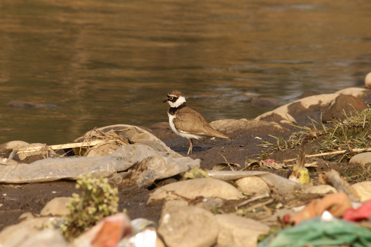 Little Ringed Plover - ML309002241