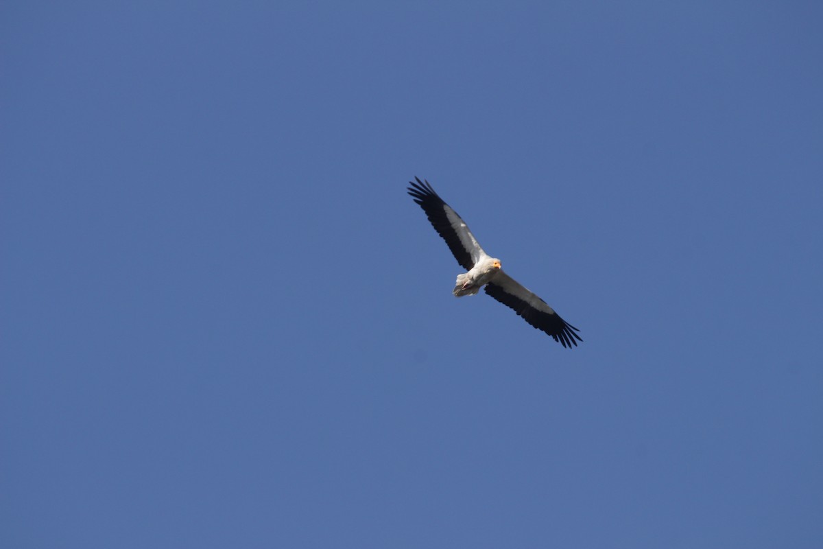 Egyptian Vulture - ML309002561