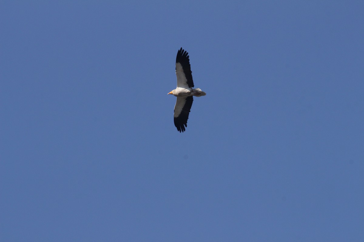 Egyptian Vulture - ML309002581