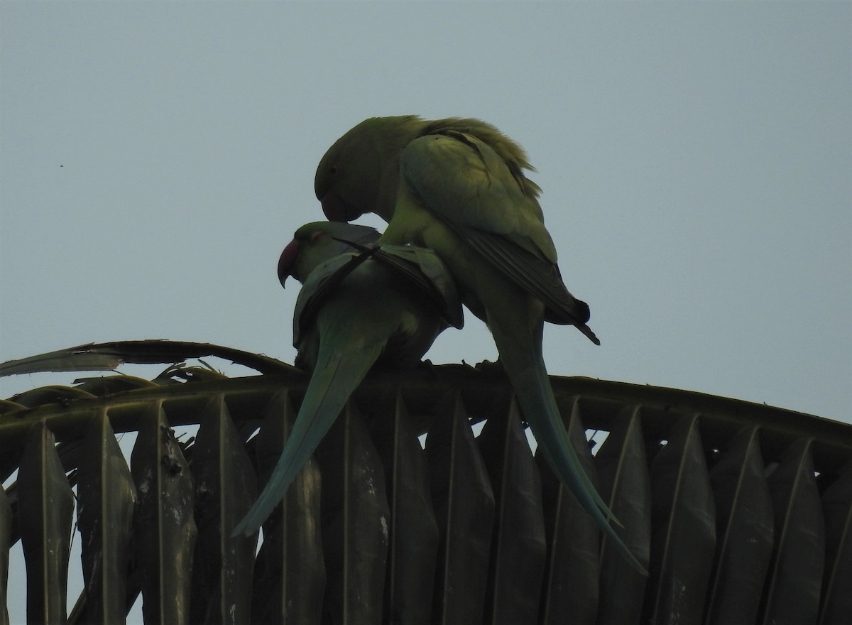 Rose-ringed Parakeet - ML309003011