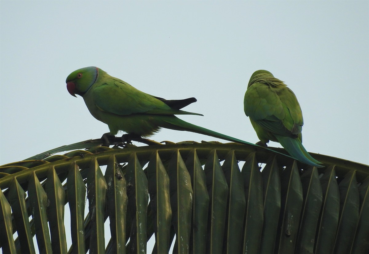 Rose-ringed Parakeet - ML309003031