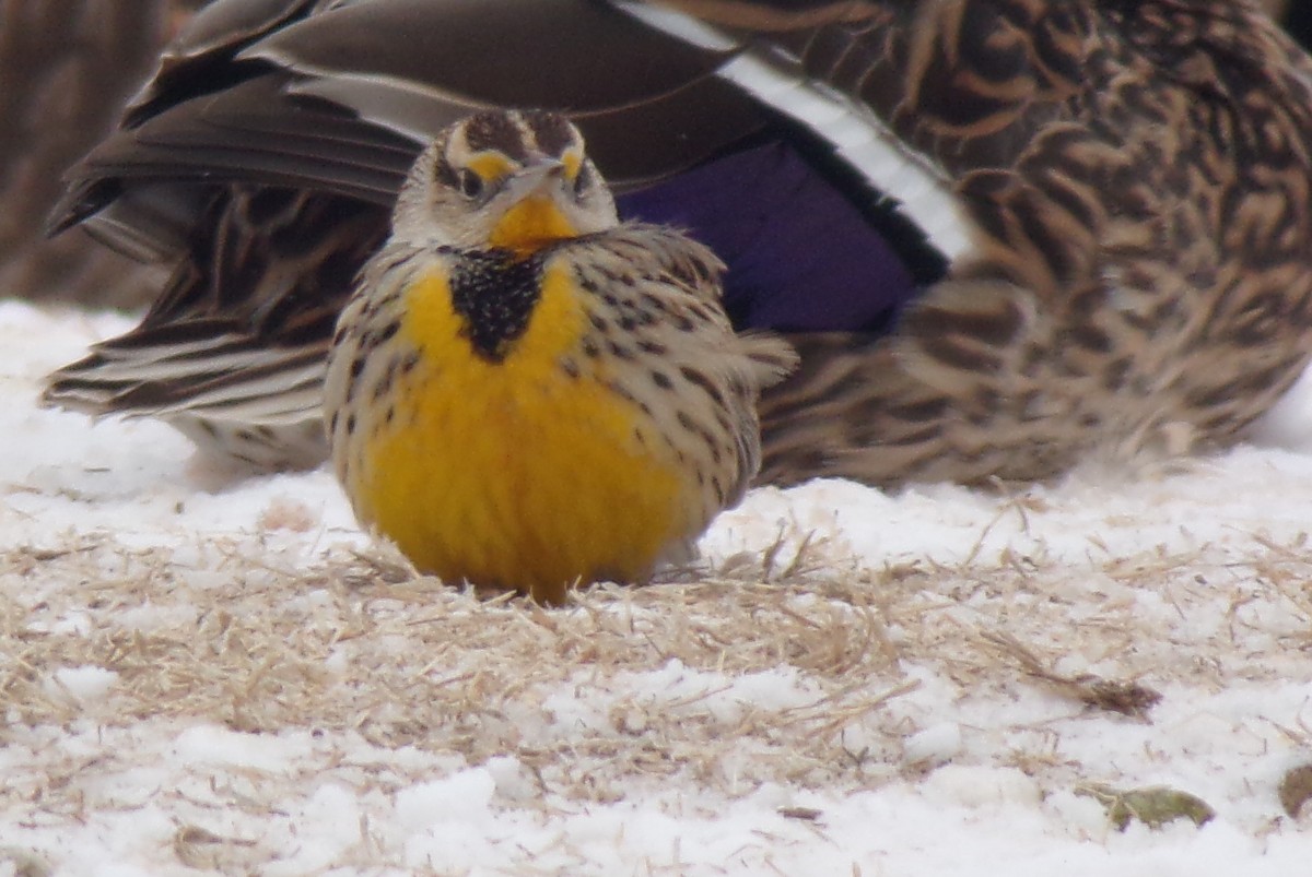 Eastern Meadowlark - ML309003551