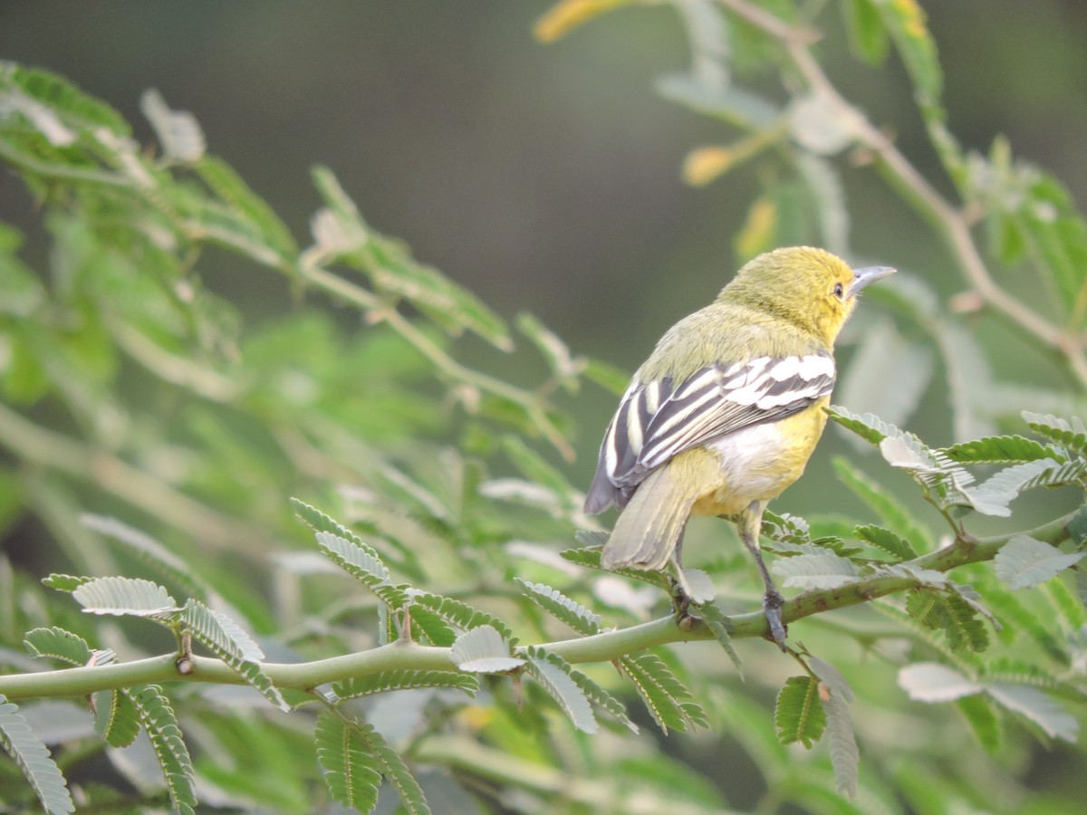 Common Iora - ML309004061
