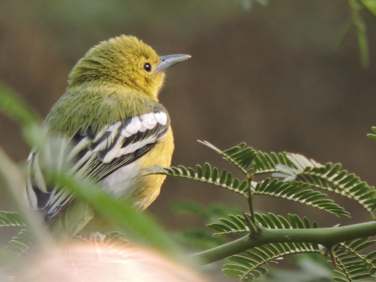 Common Iora - ML309004101