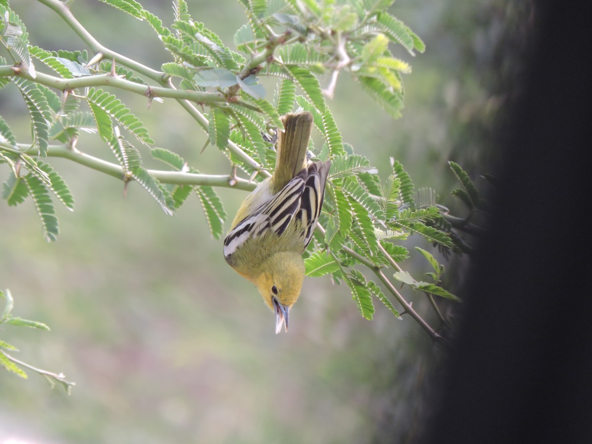 Common Iora - ML309004201