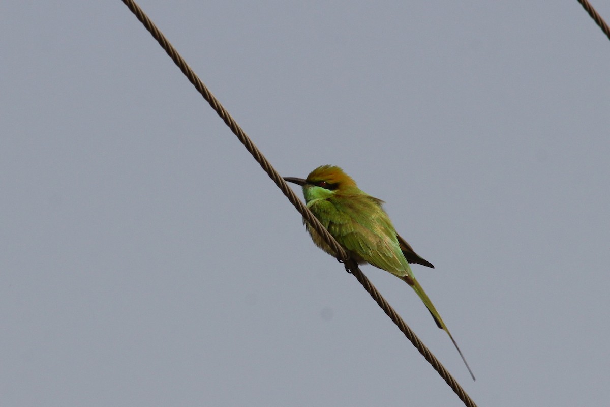 Asian Green Bee-eater - ML309004901