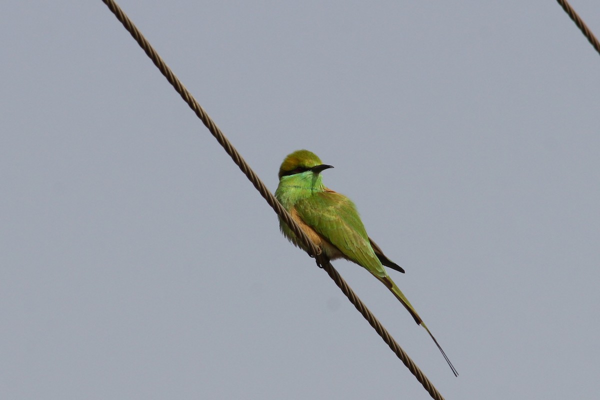 Asian Green Bee-eater - ML309004911