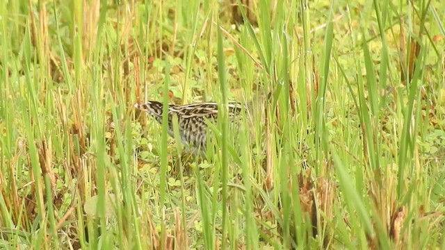 Pin-tailed Snipe - ML309005911