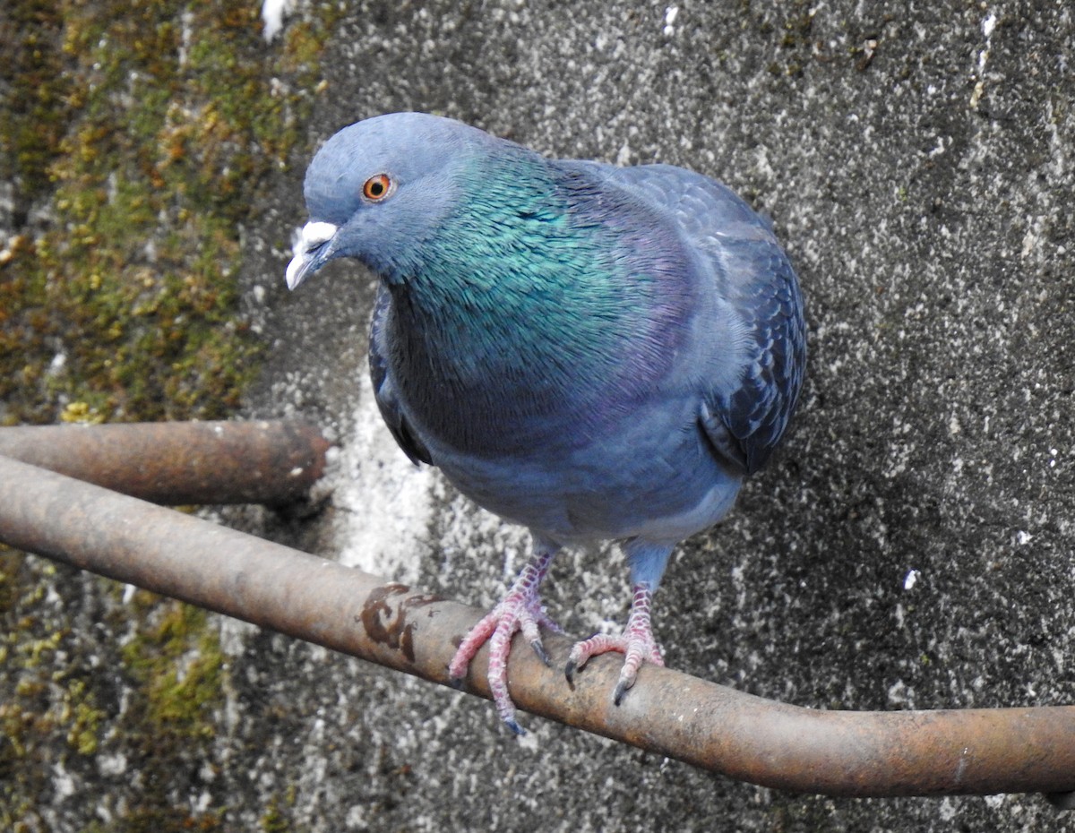 Хөхвөр тагтаа (суурин газрын) - ML309006041